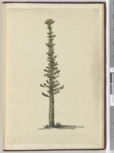 Eine Art Fichtenkiefer auf der Insel Pines am südlichen Ende von Neukaledonien, hoch genug für Masten einer sehr großen Sorte. Gesehen Sept. 1774..., 1772-75 von Isaac Smith