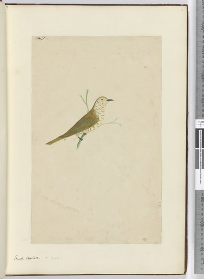 F.5 Kleiner Kuckuck, Neuseeland, 1772-75 von Isaac Smith