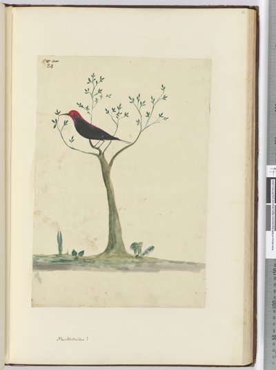 F.24 Neue Hebriden?, 1772-75 von Isaac Smith