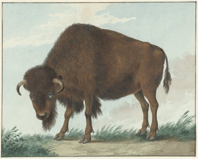 Bison von Isaac van Haastert