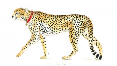 Anmutiger Spaziergang eines Geparden von Isabelle Brent