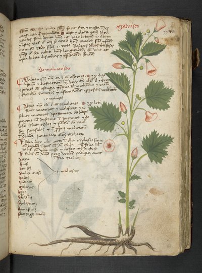 Ein Kräuterbuch, Belluno von Italian School
