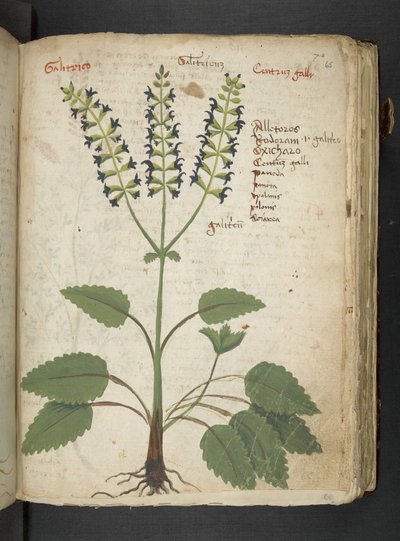 Ein Kräuterbuch, Belluno von Italian School