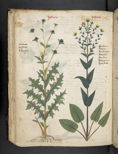 Ein Kräuterbuch, Belluno von Italian School