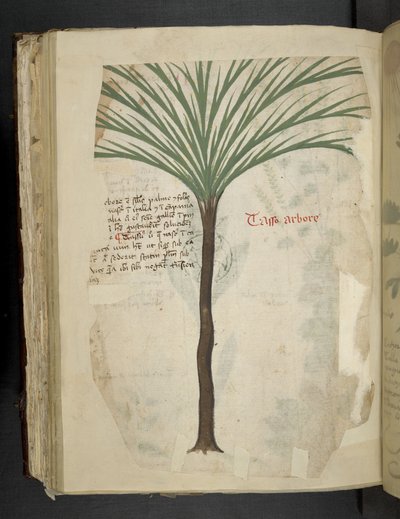 Tarro Arboro, aus Ein Kräuterbuch, Belluno von Italian School
