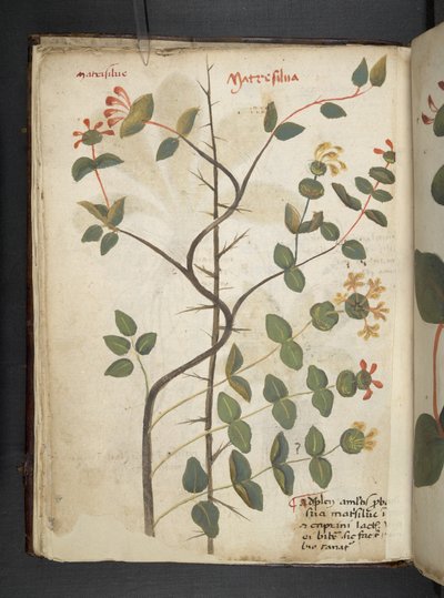 Ein Kräuterbuch, Belluno von Italian School