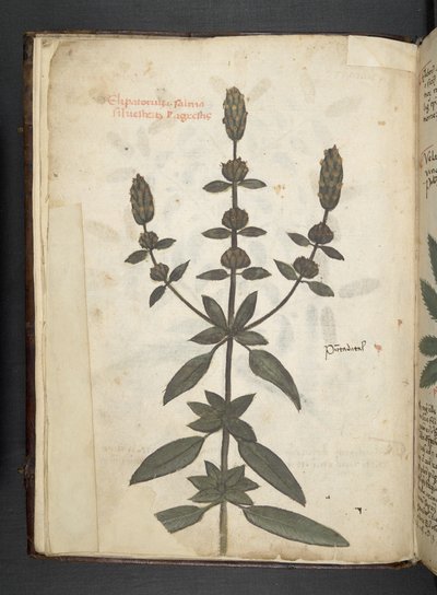 Ein Kräuterbuch, Belluno von Italian School