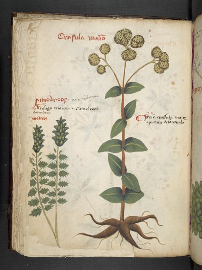 Ein Kräuterbuch, Belluno von Italian School
