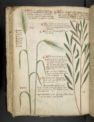 Orzo, aus Ein Kräuterbuch, Belluno von Italian School