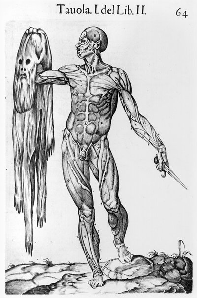 Anatomische Studie, Tafel 64, Illustration aus Anatomia del corpo humano von Juan de Valverde, Rom, 1560 von Italian School
