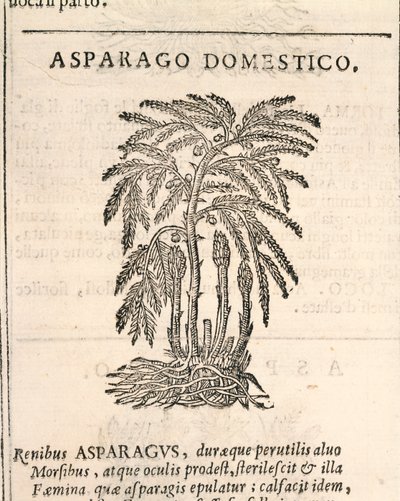 Spargel (Asparagus officinalis), Gravur von Castore Durante von Italian School