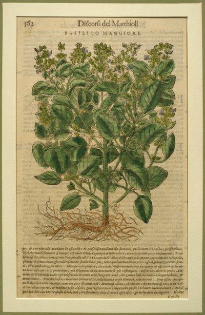 Basilikum, eine botanische Tafel aus den Discorsi von Pietro Andrea Mattioli, veröffentlicht in Venedig, 1570 von Italian School