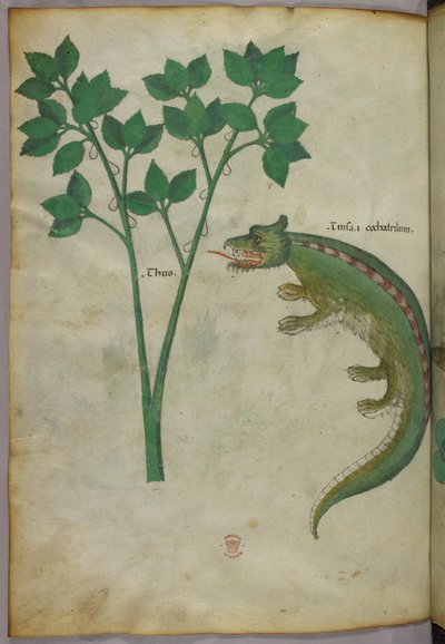 Botanische und Tierillustration einer Pflanze und eines Krokodils, um 1440 von Italian School