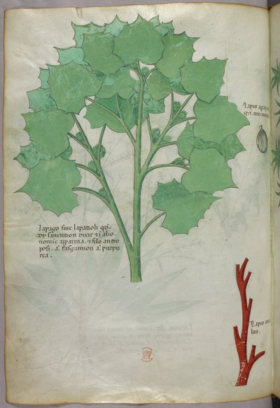 Botanische Illustration, um 1440 von Italian School