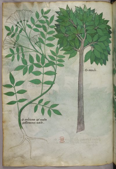 Botanische Illustration, ca. 1440 von Italian School
