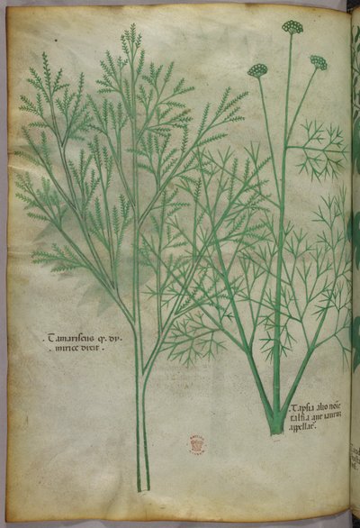 Botanische Illustration, ca. 1440 von Italian School