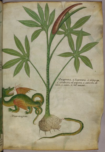 Botanische Illustration einer Pflanze, eines Drachen und einer Schlange, um 1440 von Italian School
