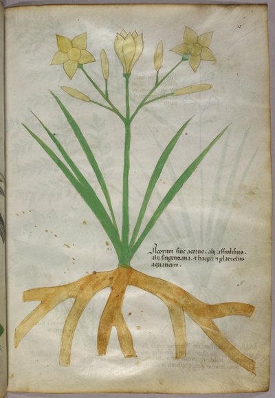 Botanische Illustration einer Pflanze, ca. 1440 von Italian School