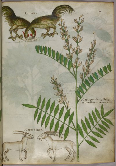 Botanische Illustration einer Pflanze, zwei Ziegen und zwei Vögel, um 1440 von Italian School