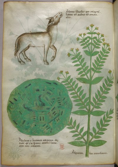 Botanische Illustration einer Pflanze mit Pferd, um 1440 von Italian School