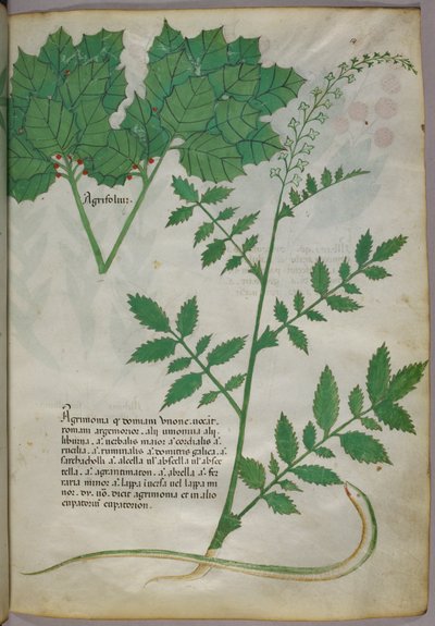 Botanische Illustration von Pflanzen und einer Schlange, um 1440 von Italian School