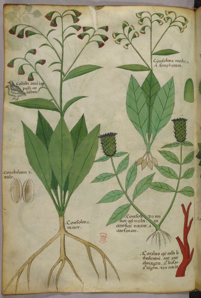 Botanische Illustration von Pflanzen und Korallen mit einer Schlange und einem Hirsch, um 1440 von Italian School