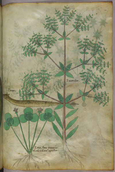 Botanische Illustration von Pflanzen mit einem Tier, ca. 1440 von Italian School