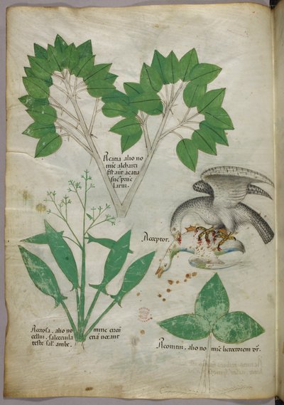 Botanische Illustration mit Darstellung eines Vogels, der einen anderen Vogel tötet, um 1440 von Italian School