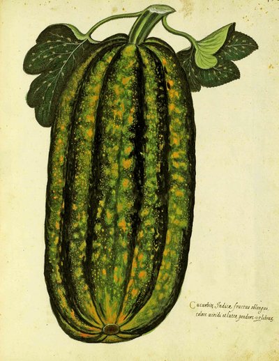 Grüner länglicher Kürbis von Ulisse Aldrovandi (1522 – 1605) Platte veröffentlicht in Piante Fiori Frutti von Italian School