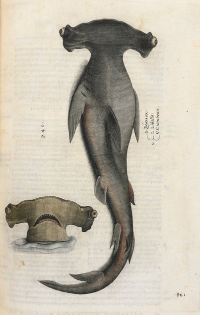 Hammerhai, Illustration aus 