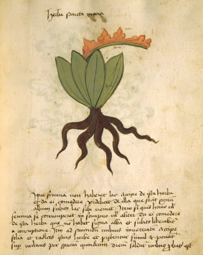 Herba Santa Maria, aus Liber Herbarius una cum rationibus conficiendi medicamenta von Orgione Rizzardo von Italian School