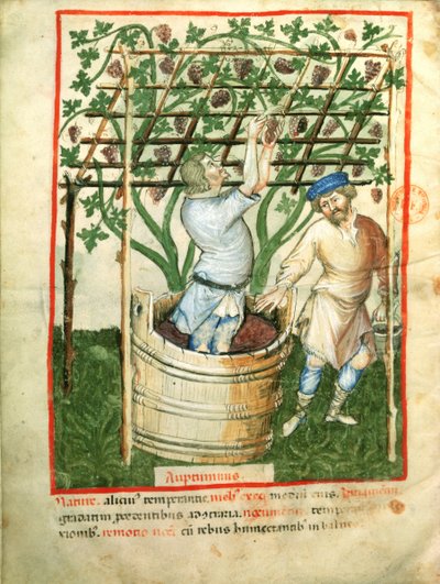Trauben sammeln und pressen, aus Tacuinum Sanitatis, ca. 1390-1400 von Italian School