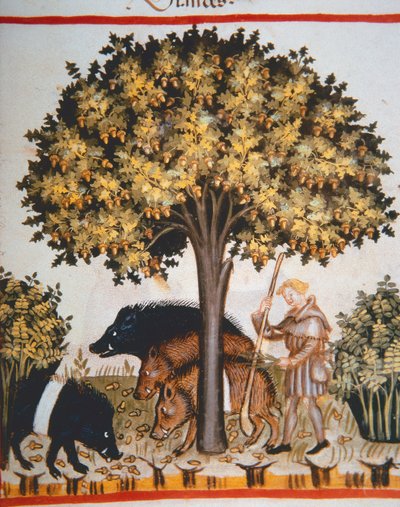 Nova 2644 fol.15r Eicheln ernten, aus Tacuinum Sanitatis Codex Vindobonensis von Italian School