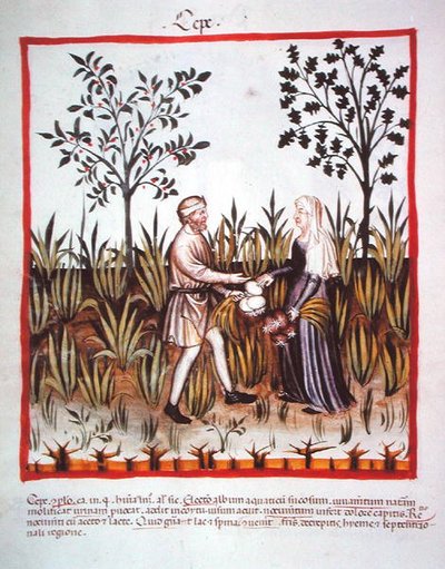 Nova 2644 fol.25v Zwiebeln ernten, aus Tacuinum Sanitatis Codex Vindobonensis von Italian School