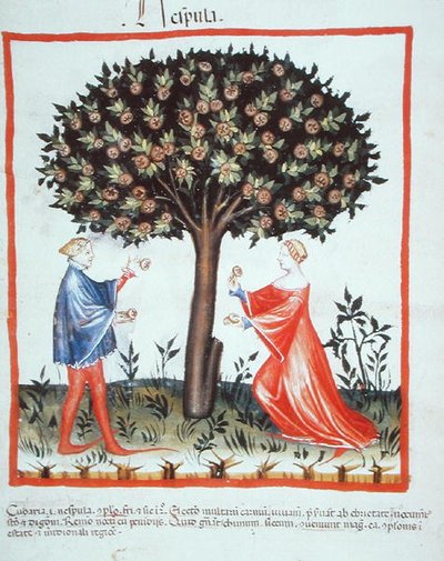 Nove 2644 fol.10v Walnüsse sammeln, aus Tacuinum Sanitatis Codex Vindobonensis von Italian School