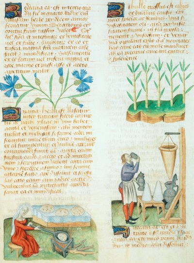 Seite aus dem Tractatus de Herbis von Dioscorides Pedanius von Italian School