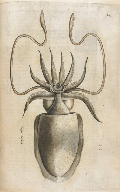 Tintenfisch, Illustration aus 