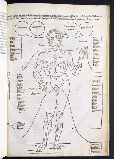 Die männliche Anatomie, aus Fasciculus Medicinae von Johannes de Ketham, 15.-16. Jahrhundert von Italian School