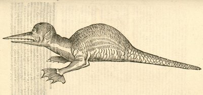 Illustration von Draco marinus monophthalmos bipes aus Aldrovandis Geschichte der Monster, 1642 von Italian School