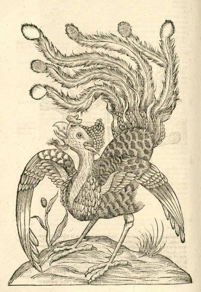 Illustration von Gallus Indicus auritus tridactylus aus Aldrovandis Geschichte der Monster, 1642 von Italian School