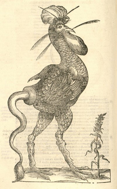 Illustration von Gallus monstrosus aus Aldrovandis Geschichte der Monster, 1642 von Italian School