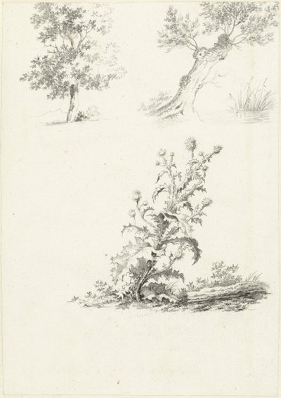 Zwei Studien eines Baumes und einer Distel von J.B. Joss (attributed to)