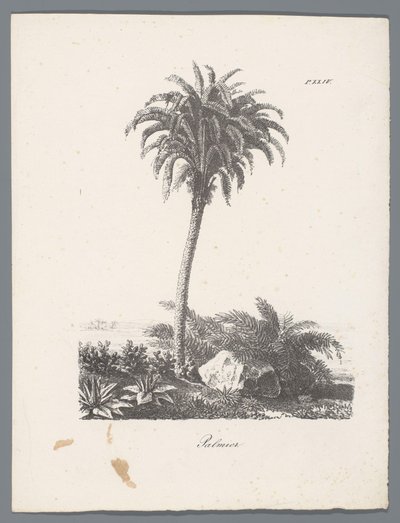 Palme von J. Bernard