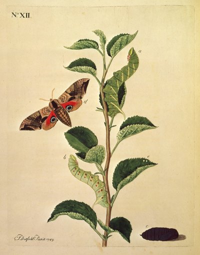 Schmetterlinge, Raupen und Pflanzen: Tafel XII von J. Dutfield von J. Dutfield