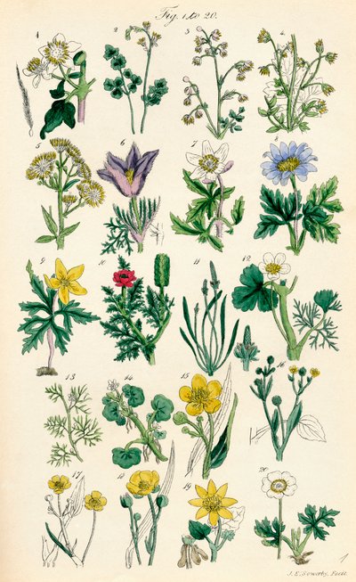Seite mit Farbabbildungen aus British Wild Flowers nach einem Werk von J. E. Sowerby und C. P. Johnson von J. E. and Johnson C. P.  Sowerby