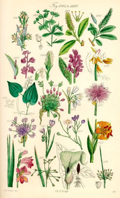 Seite mit Farbabbildungen aus British Wild Flowers nach einem Werk von J. E. Sowerby und C. P. Johnson von J. E. and Johnson C. P.  Sowerby