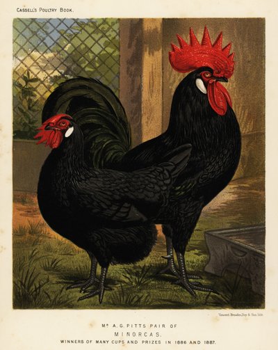 Minorca-Hühner, Hahn und Henne, Gallus gallus domesticus von J. W. (after) Ludlow