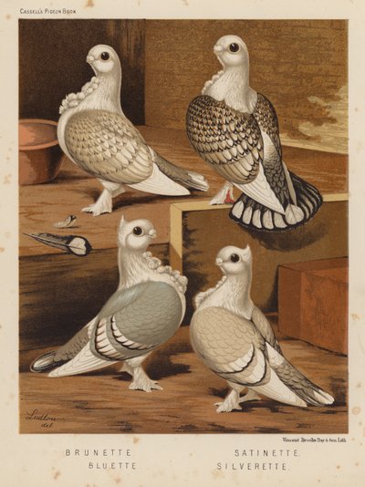 Tauben: Brünette; Satinette; Bluette; Silverette von J. W. (after) Ludlow