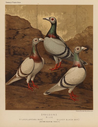 Tauben: Dragone, Blau, Silber, Braunbalken, Silber, Schwarzbalken, Birmingham Fancy von J. W. (after) Ludlow