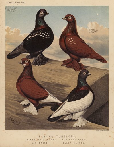 Tauben: Flugtümmler, Schwarze Rosenflügel, Rote Rosenflügel, Rotes Abzeichen, Schwarzer Sattel von J. W. (after) Ludlow